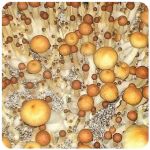 Псилоцибиновые (галлюциногенные)  грибы Psilocybin "Golden Teacher" в Ужуре