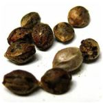 Семена марихуаны АК-47  (Seeds AK-47) в Ужуре